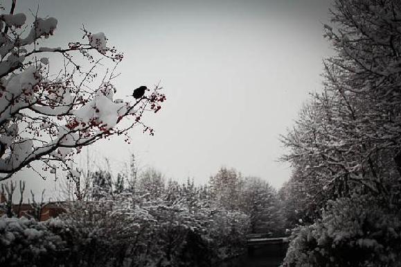 Il blog dell'Osservatore: inviaci la tua foto nella neve!
