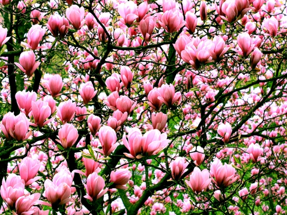 20 marzo 2012: la primavera è arrivata un giorno prima!