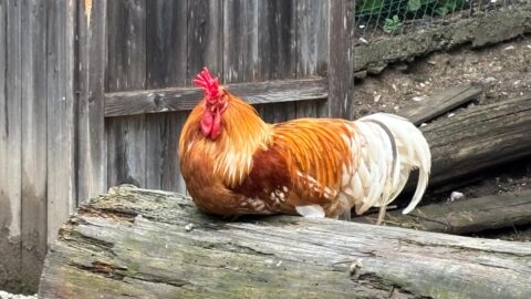 66cdfcaa cb72 46df 9ce9 28a5abc4d651