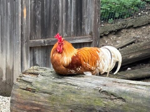 66cdfcaa cb72 46df 9ce9 28a5abc4d651